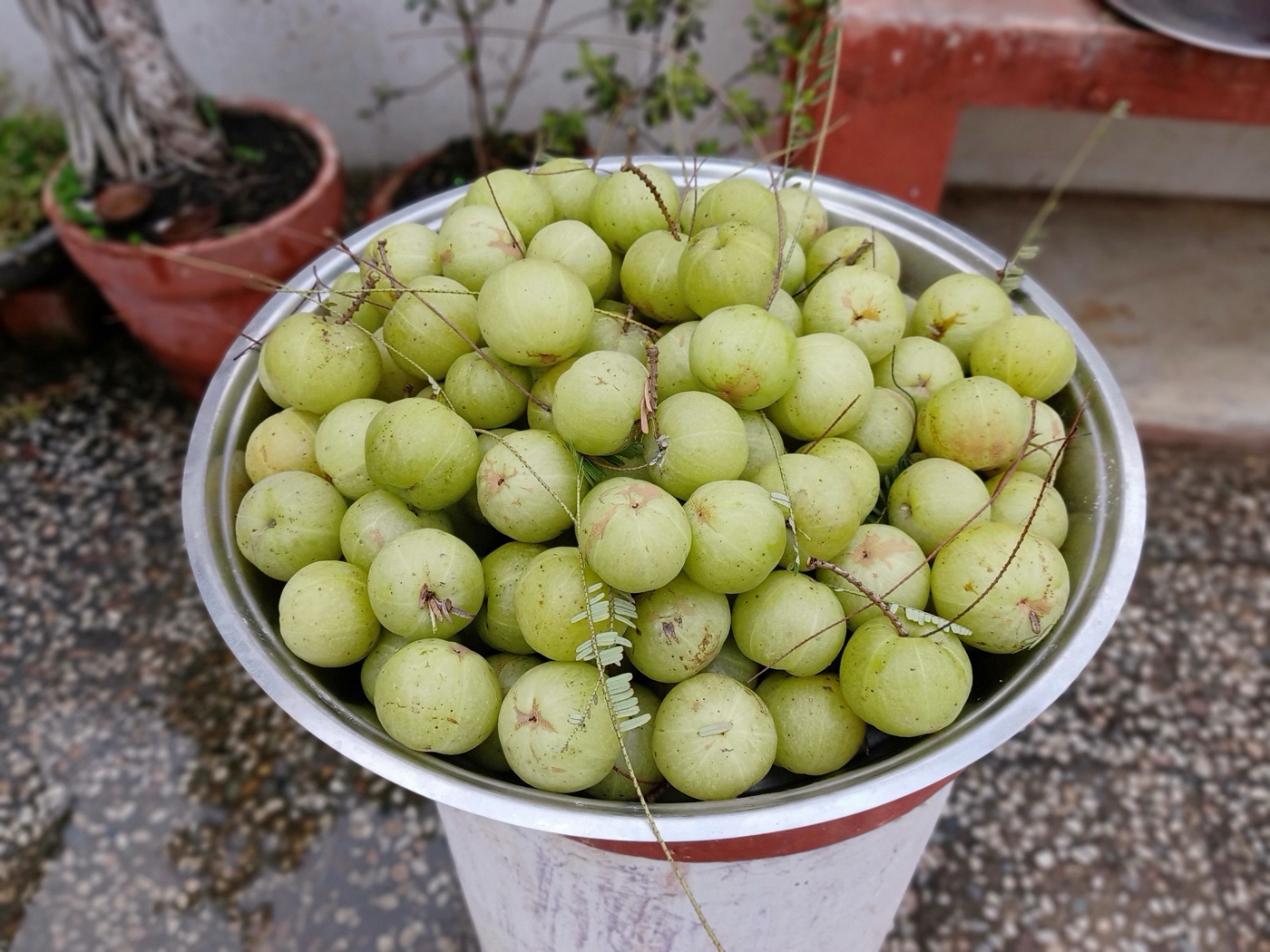 Bowl of round pale green amla fruit
