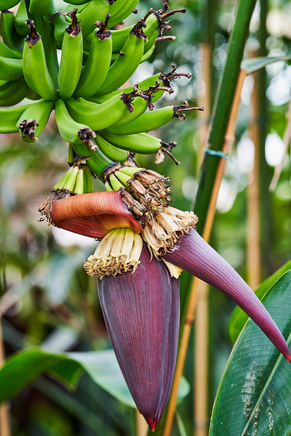 Banana plant with a bunch of green bananas and a purple flower bud