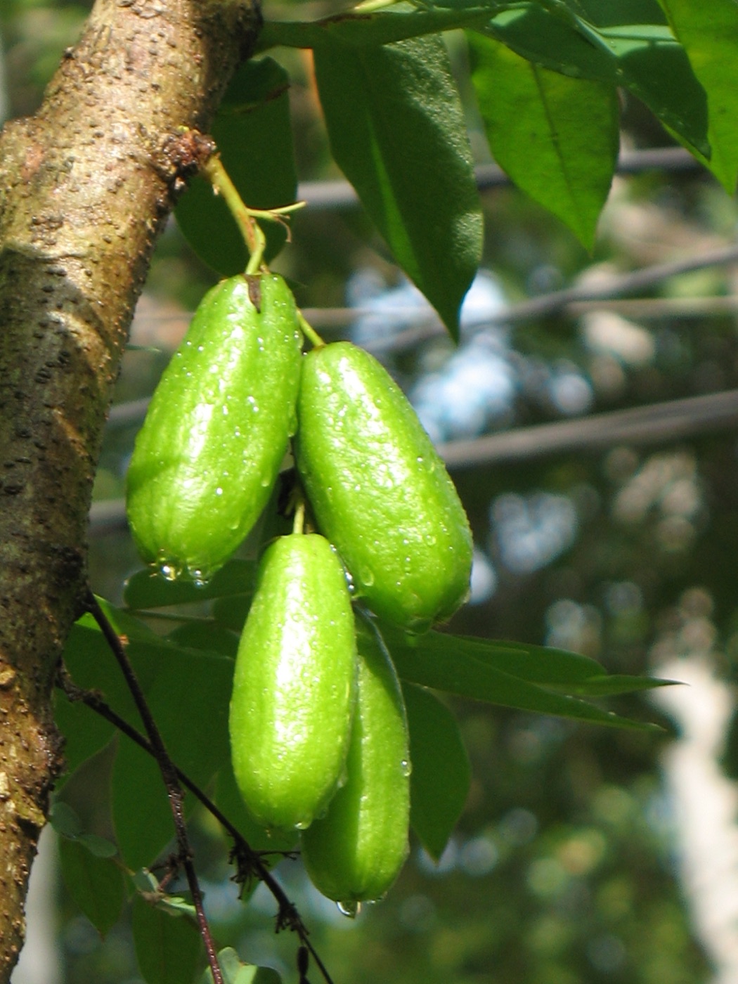 Green bilimbi fruit hanging in a cluster