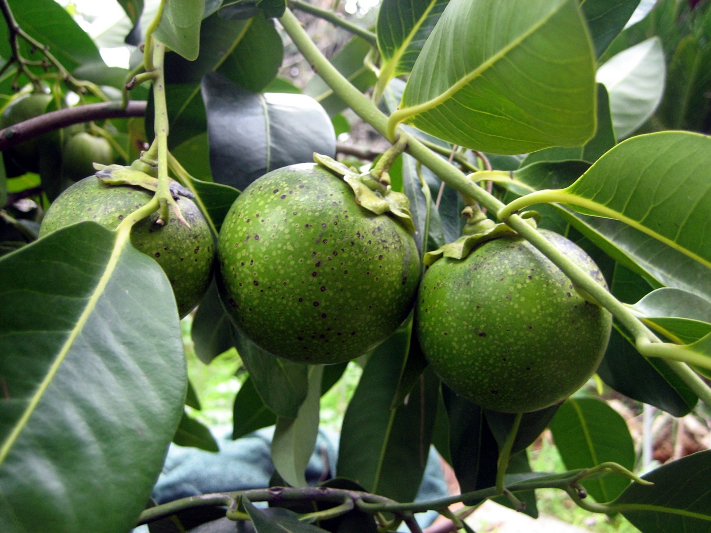 Green black sapote fruit among glossy leaves