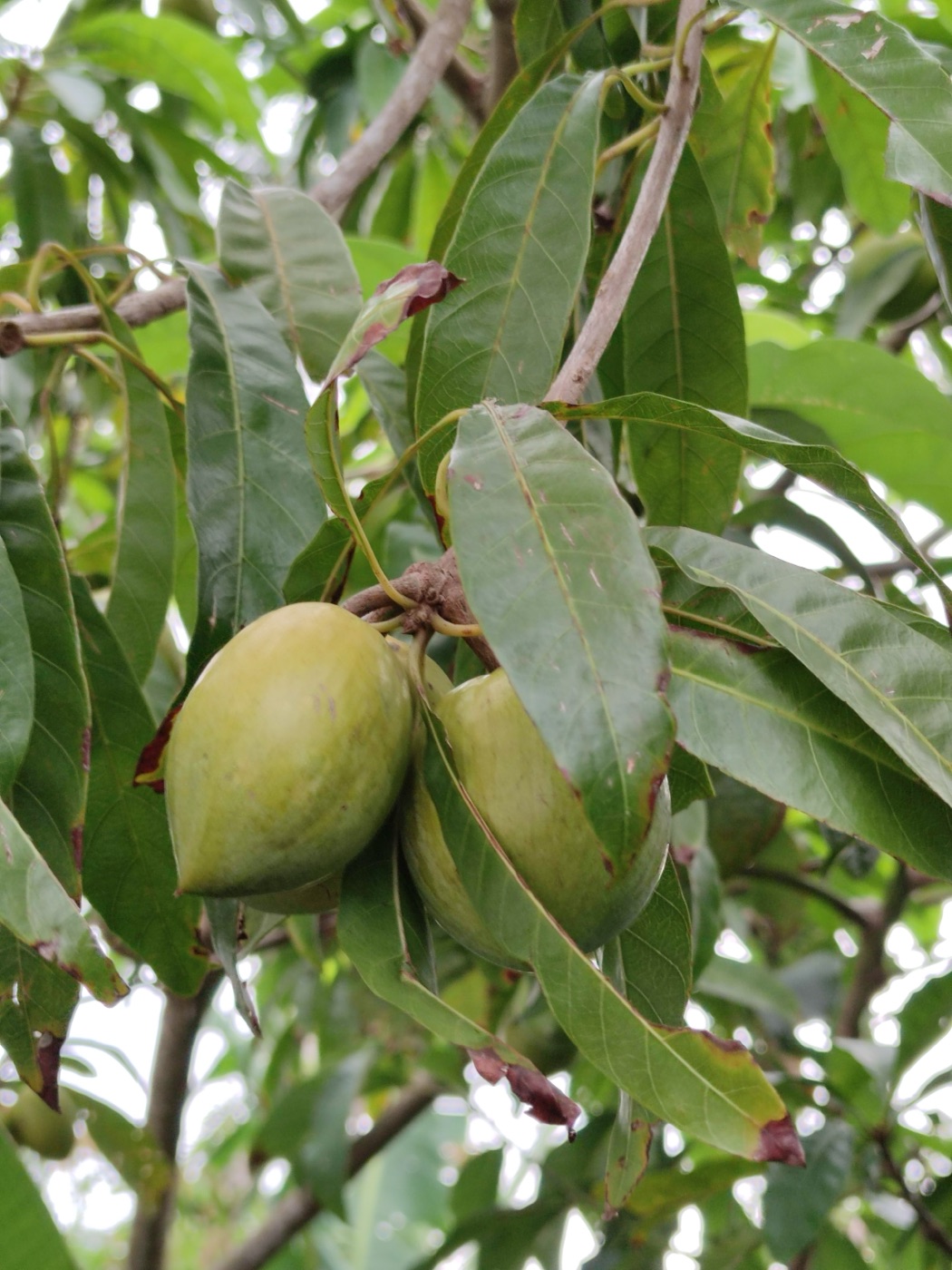 Green canistel fruit hanging among long glossy leaves