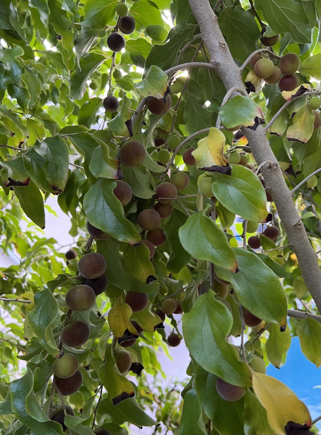 Ceylon gooseberry branch loaded with round purple fruit