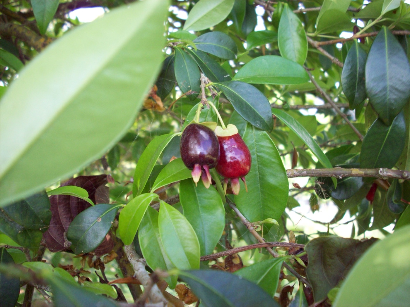 Dark red cherry of the Rio Grande fruit among glossy leaves