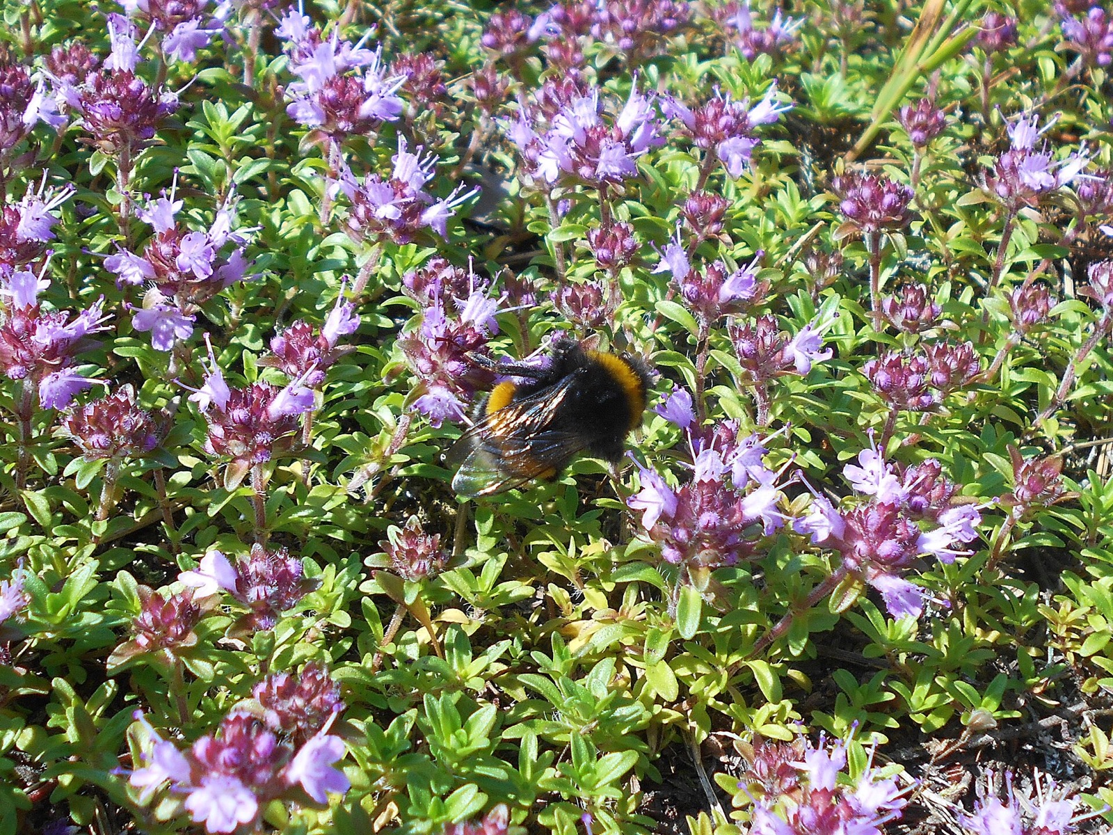 Low mat of creeping thyme covered in small pink flowers