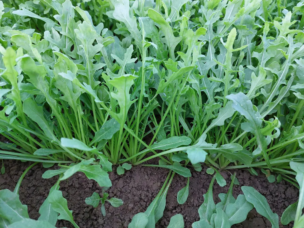 Arugula growing