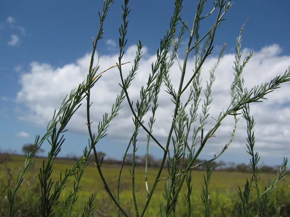 Asparagus growing