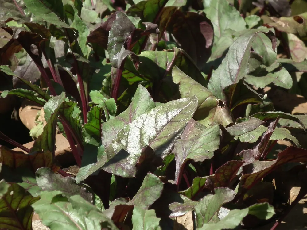 Beet growing