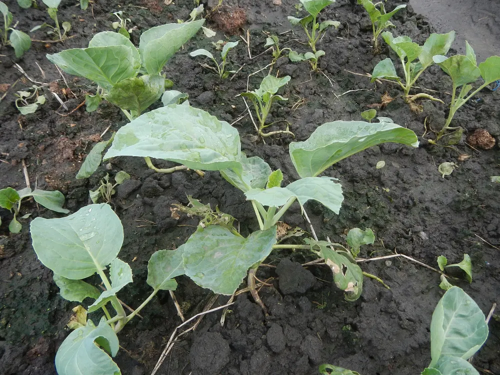 Bok choy growing