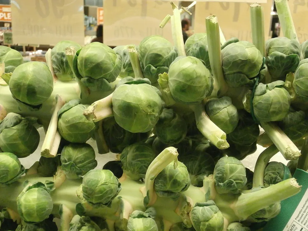 Brussels sprouts growing