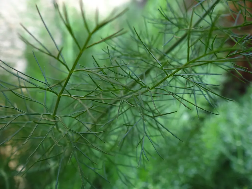 Bulb fennel growing