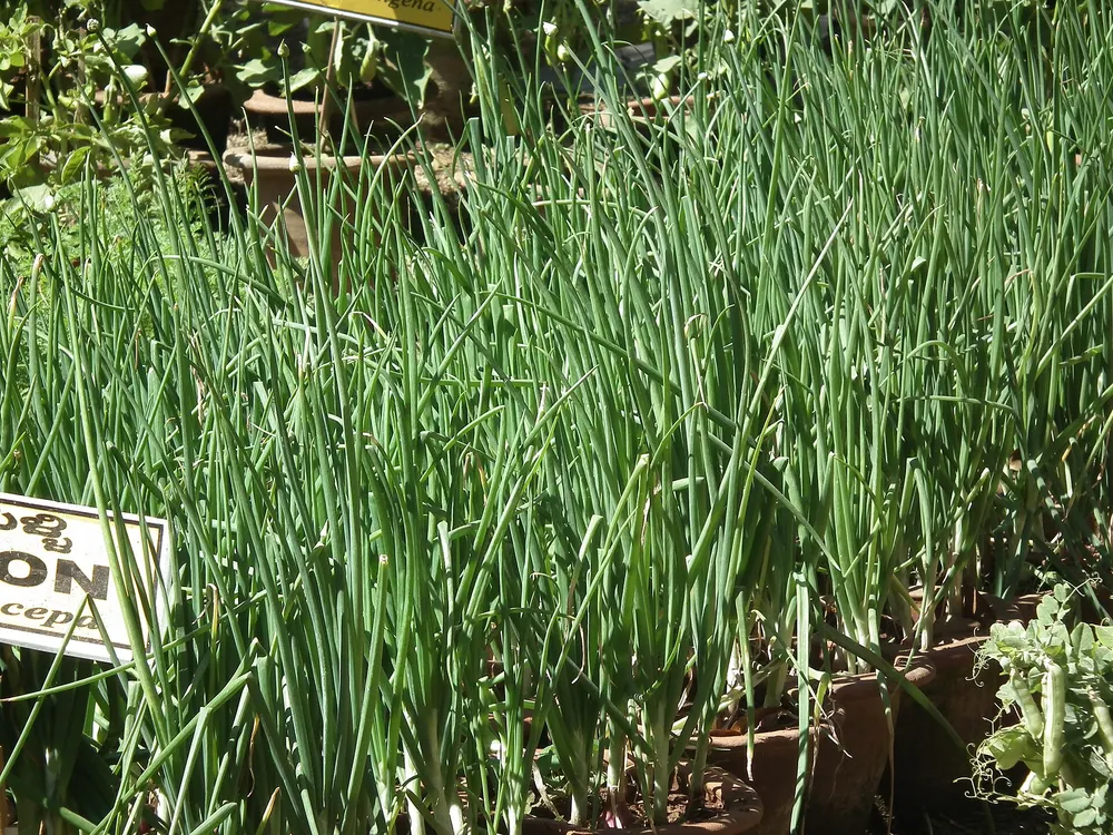 Bulb onion growing