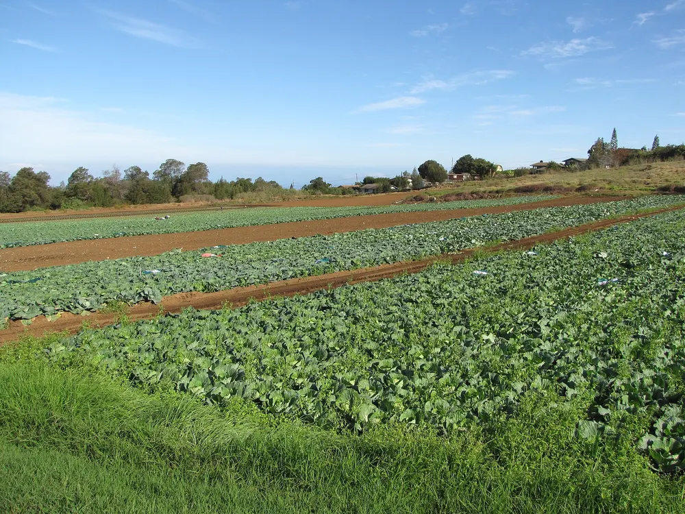 Cabbage growing