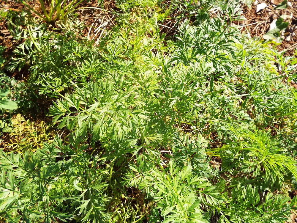 Carrot growing