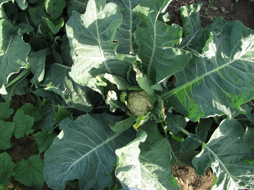 Cauliflower growing