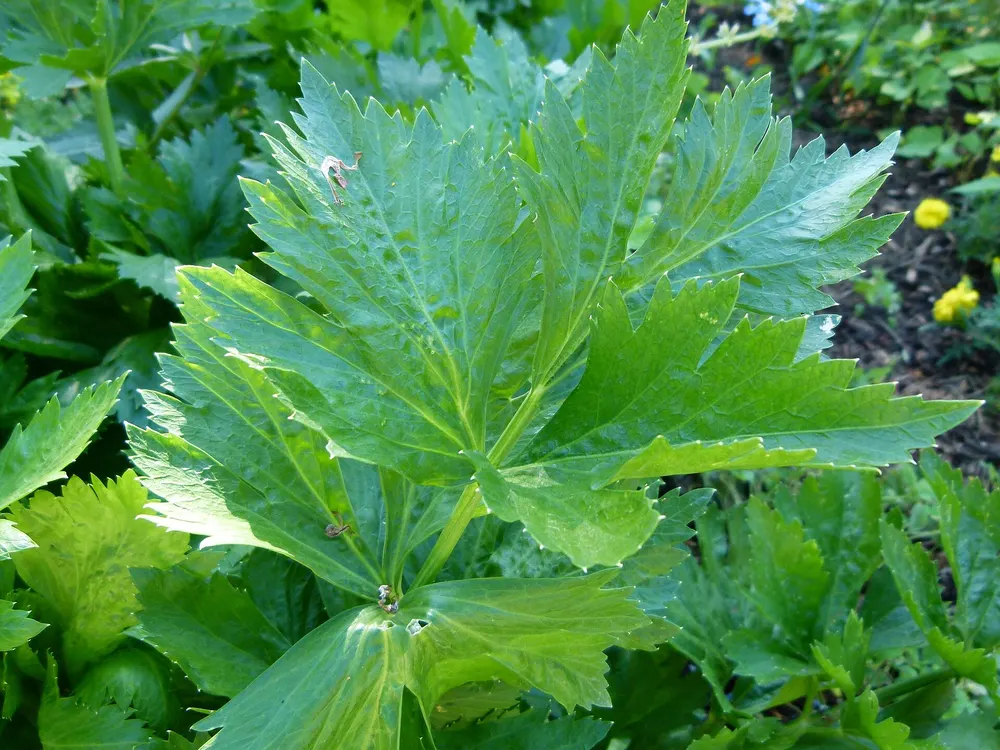 Celery growing