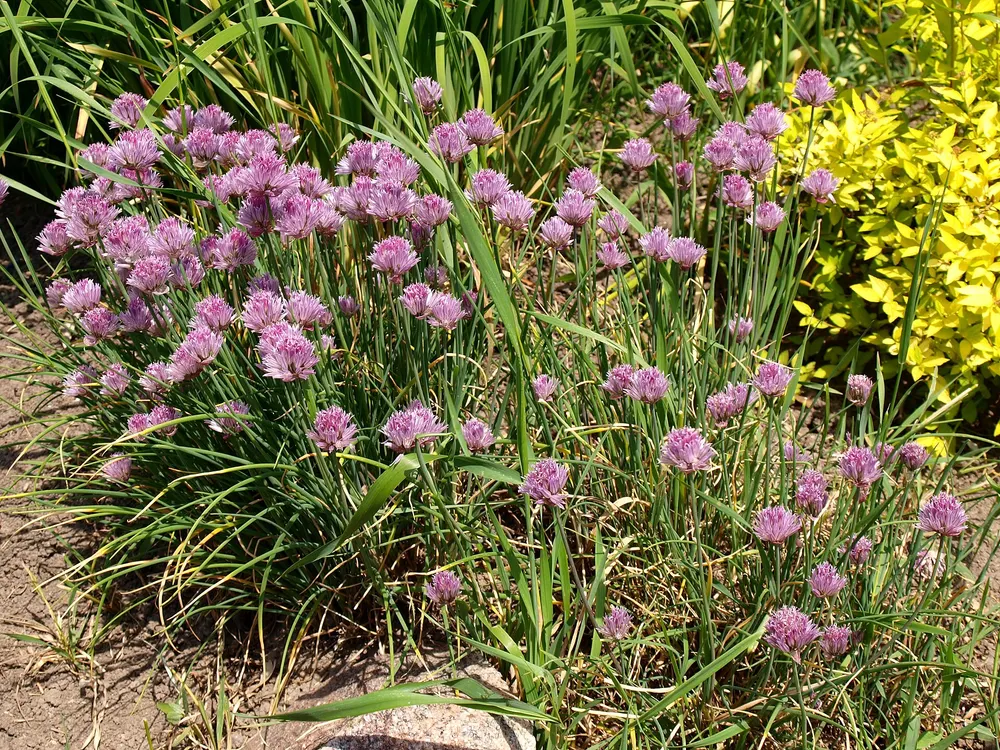 Chives growing