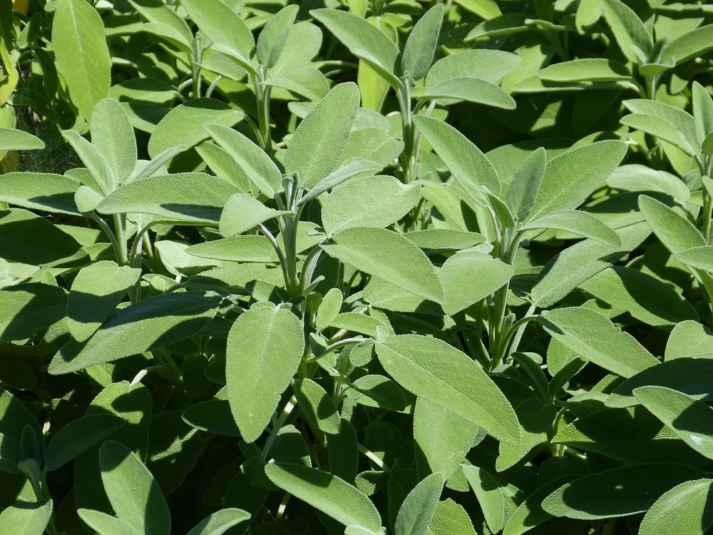 Culinary sage growing