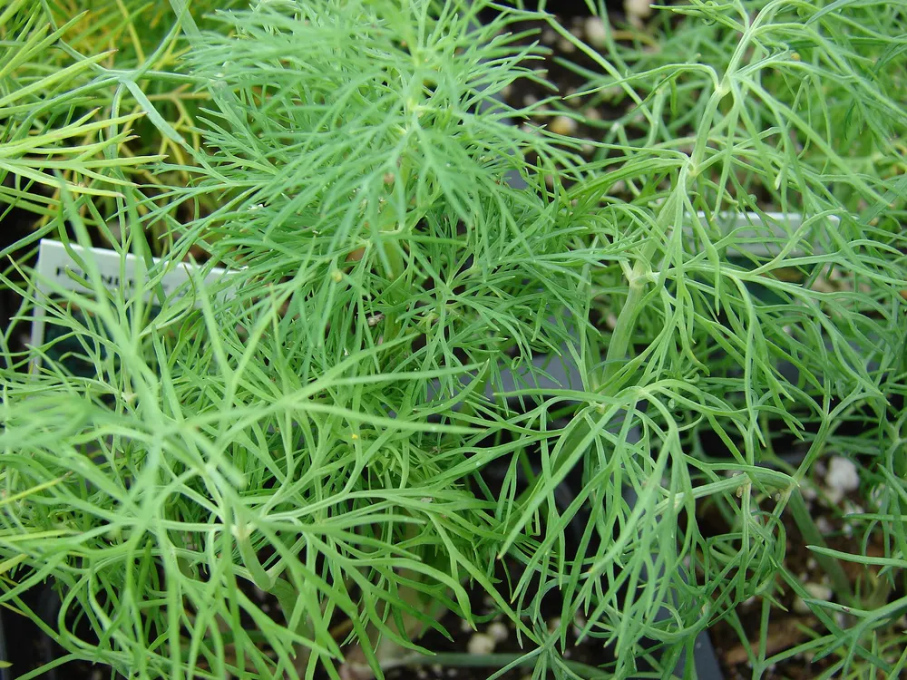 Dill growing