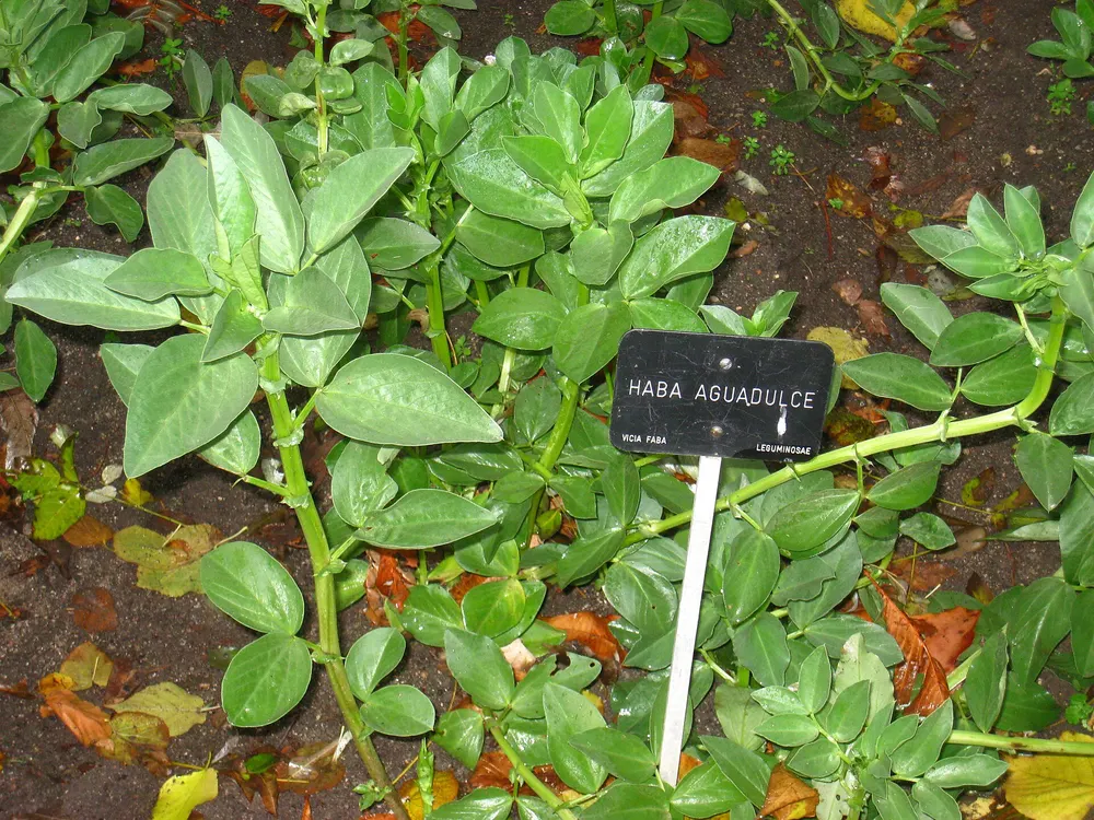 Fava bean growing
