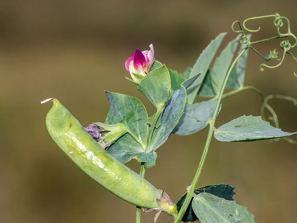 Garden pea growing