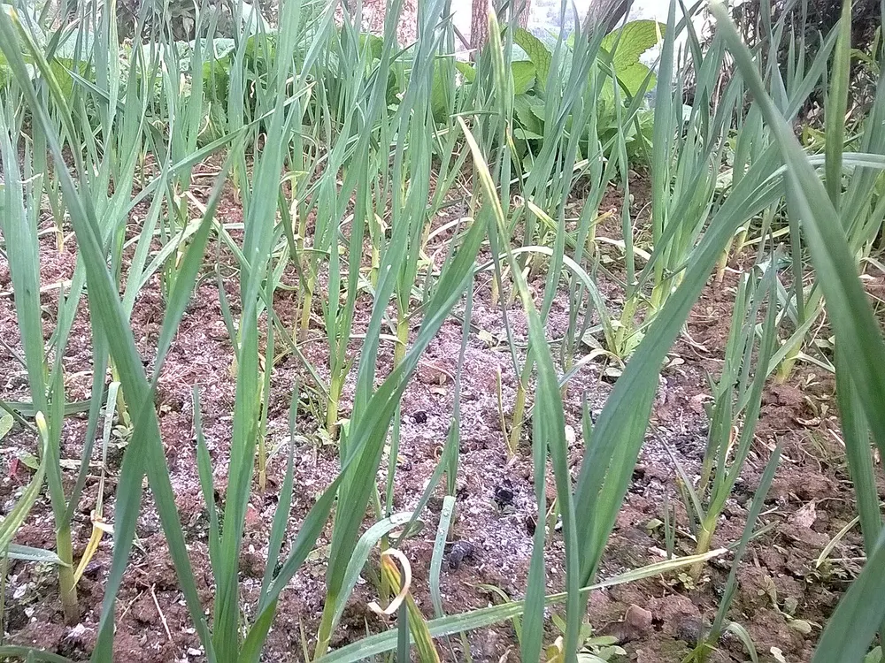 Garlic growing