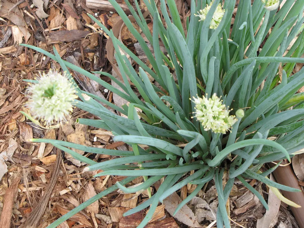 Green onion growing