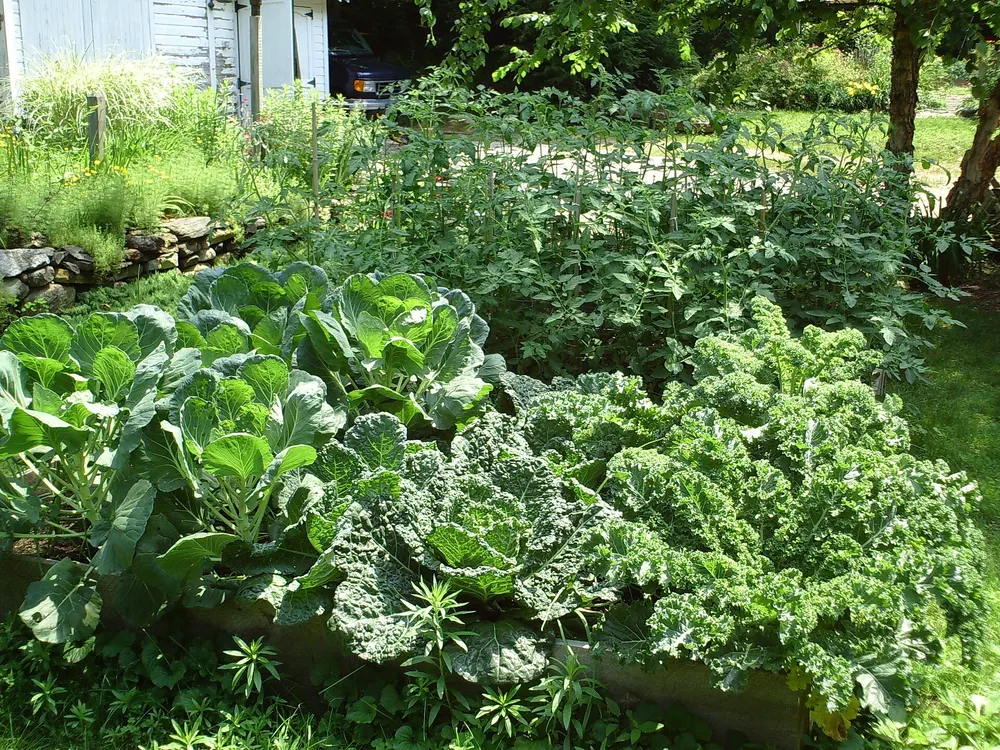 Kale growing