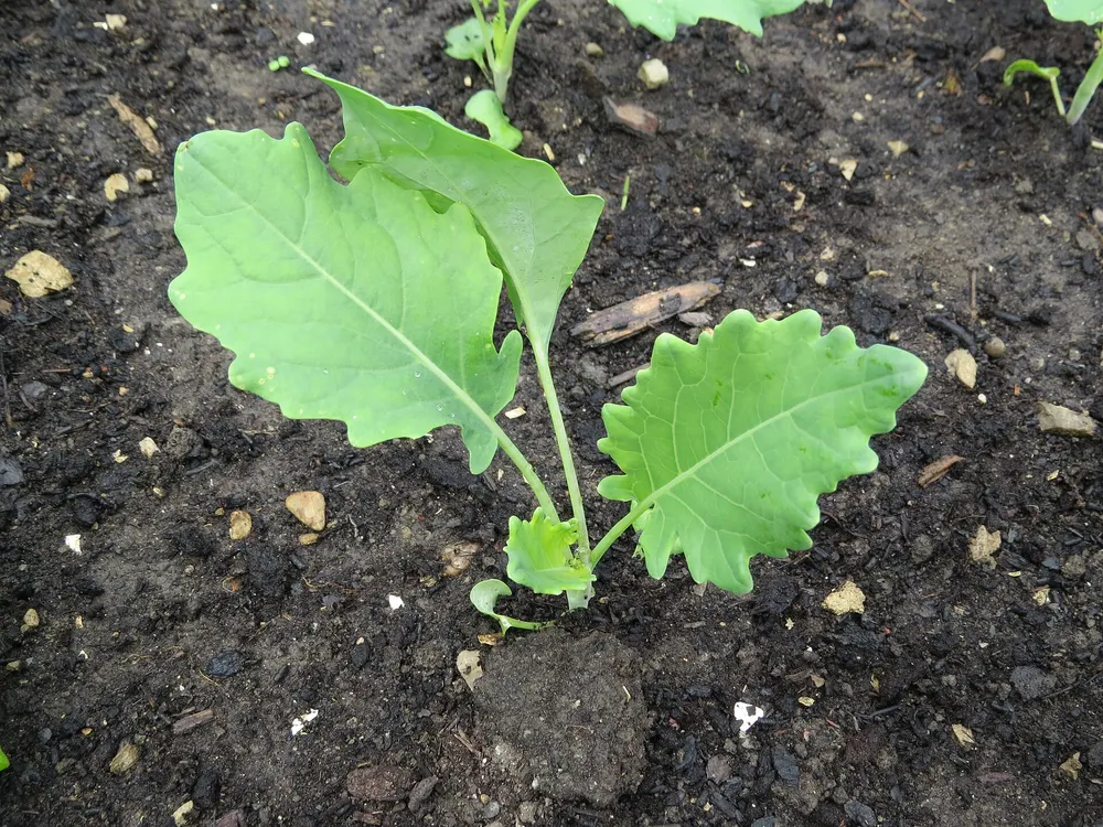 Kohlrabi growing