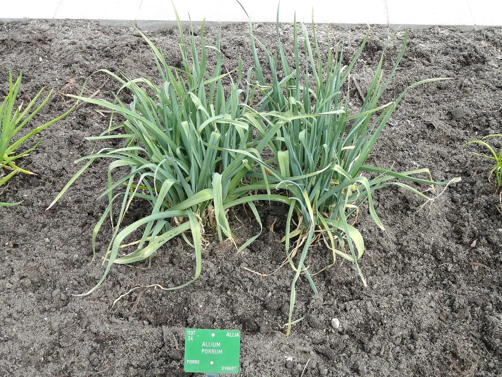 Leek growing