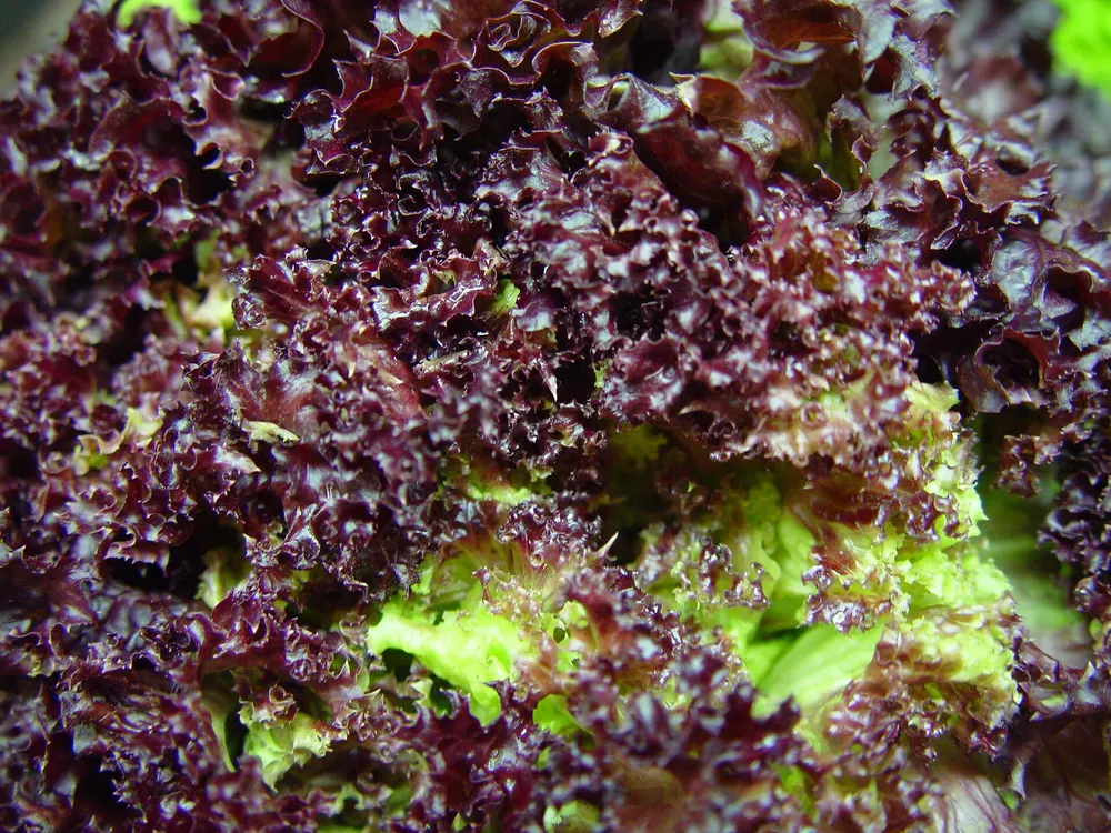Lettuce growing