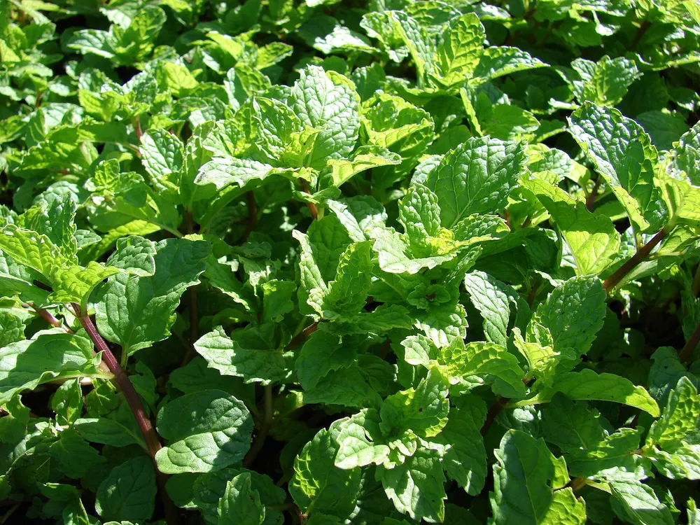 Mint growing