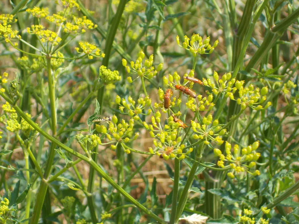 Parsnip growing