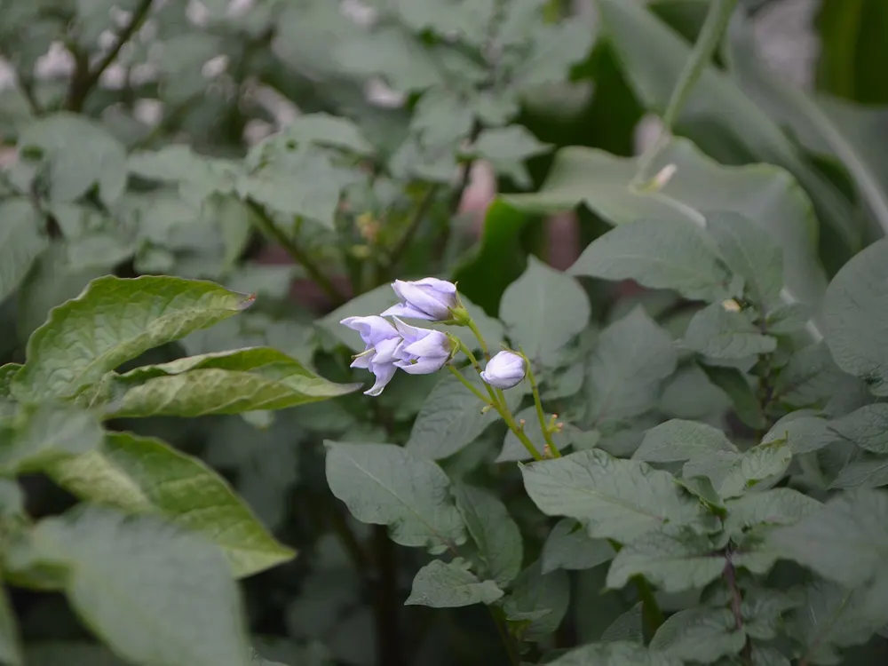 Potato growing