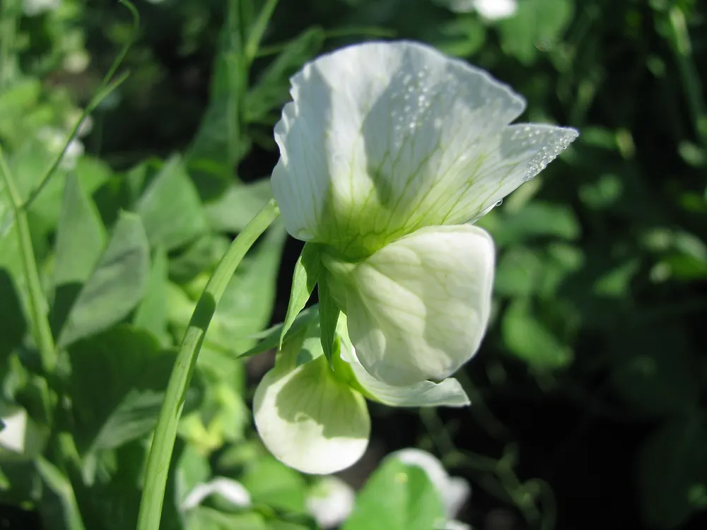Snap pea growing
