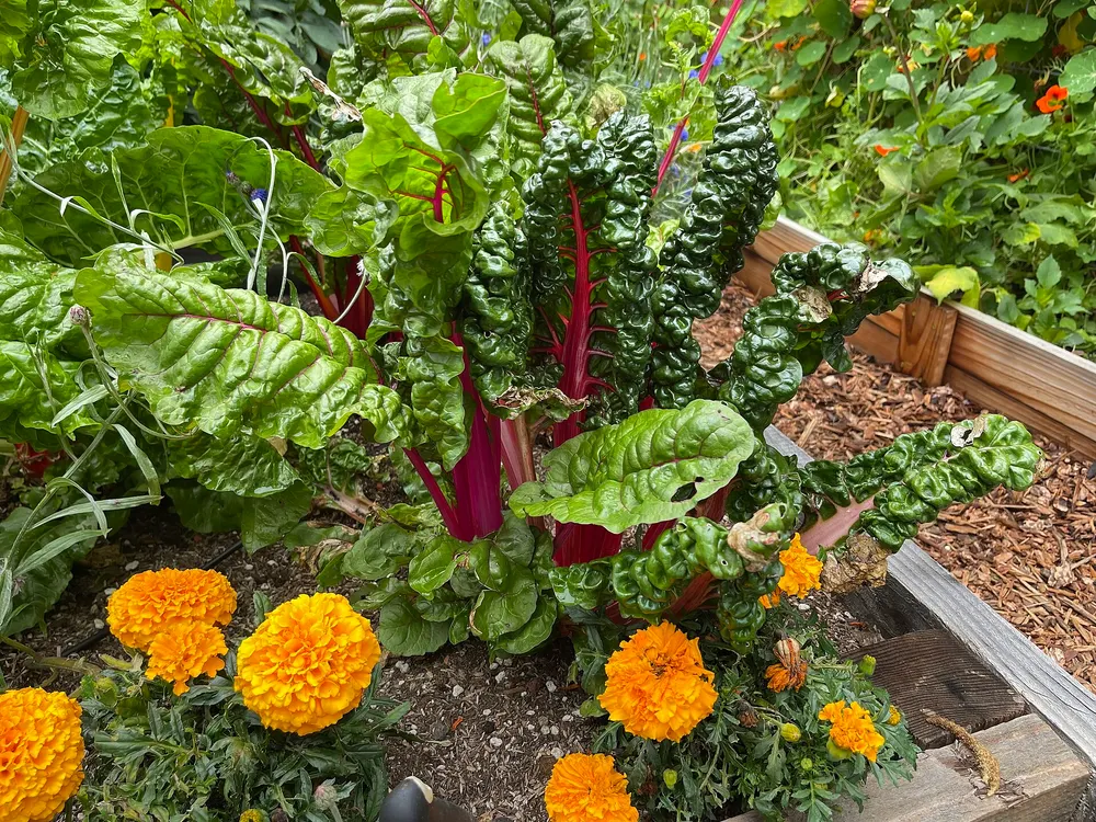 Swiss chard growing