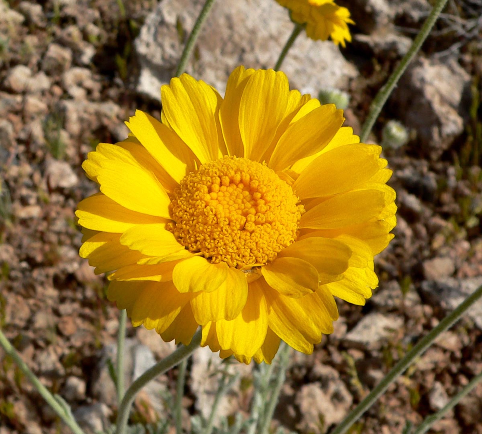 Bright yellow desert marigold flowers above silver foliage