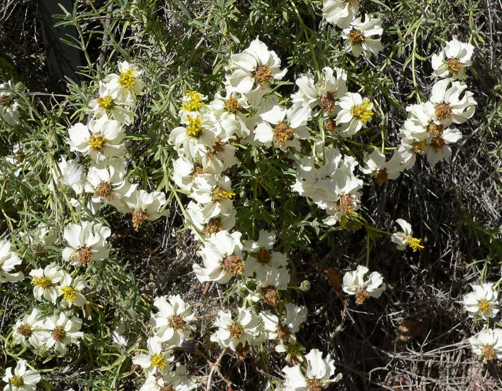 Low desert zinnia mound with white flowers