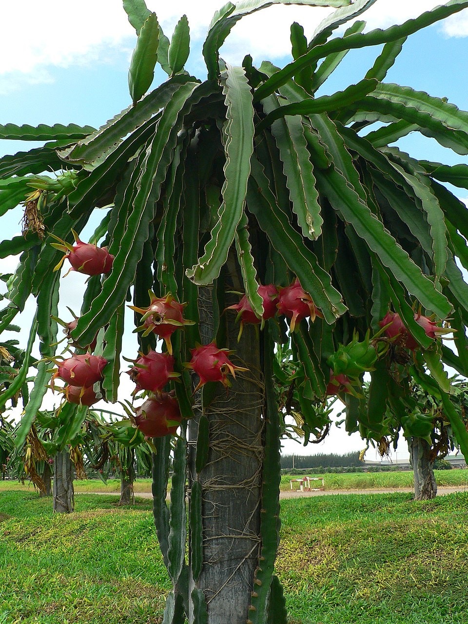Dragon fruit cactus on a post with red fruit hanging from its stems