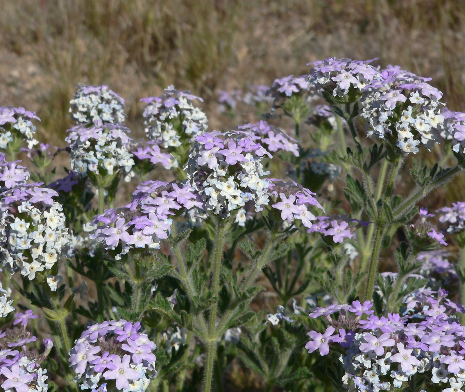 Lavender flower clusters on Goodding's verbena