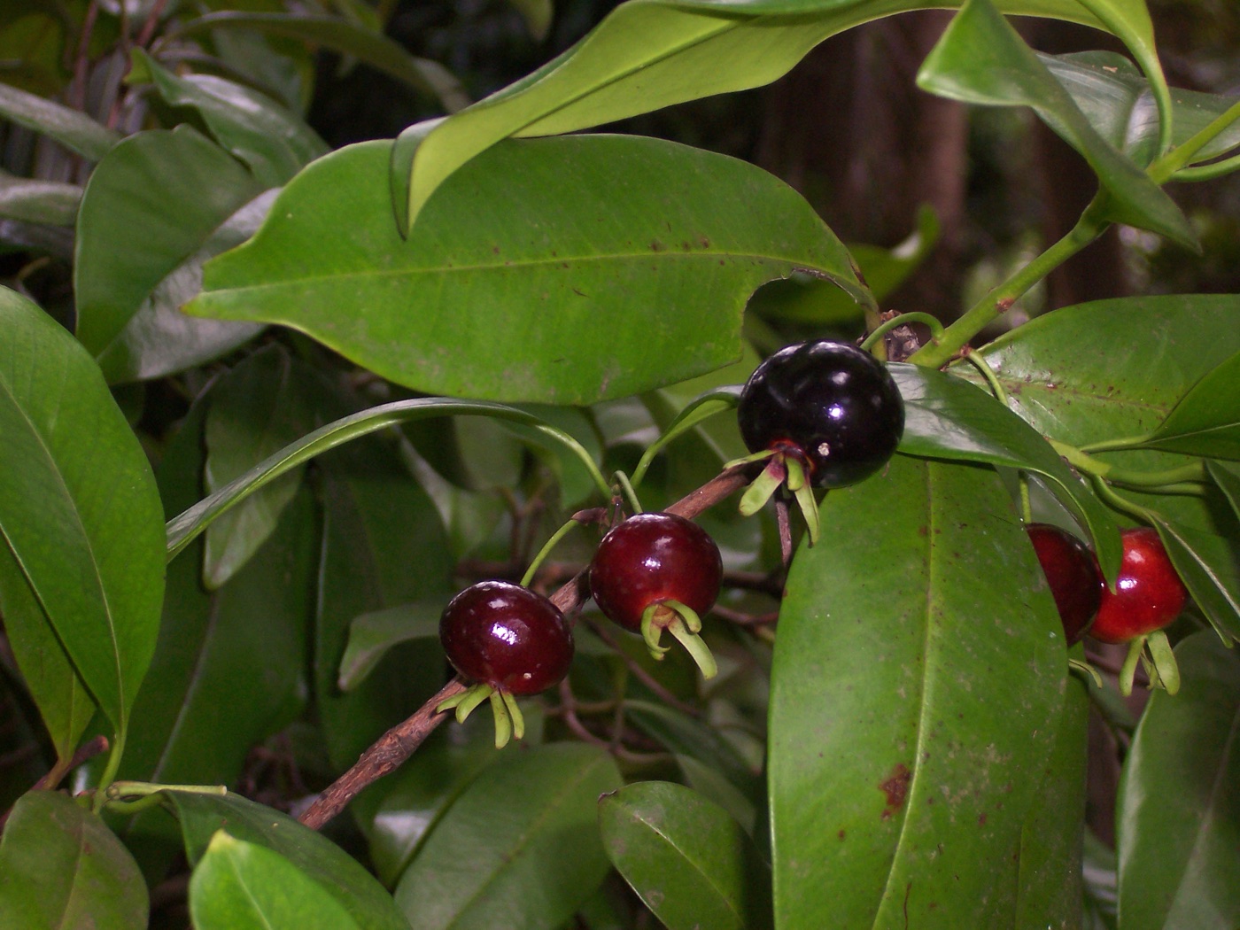 Dark purple grumichama fruit among glossy green leaves