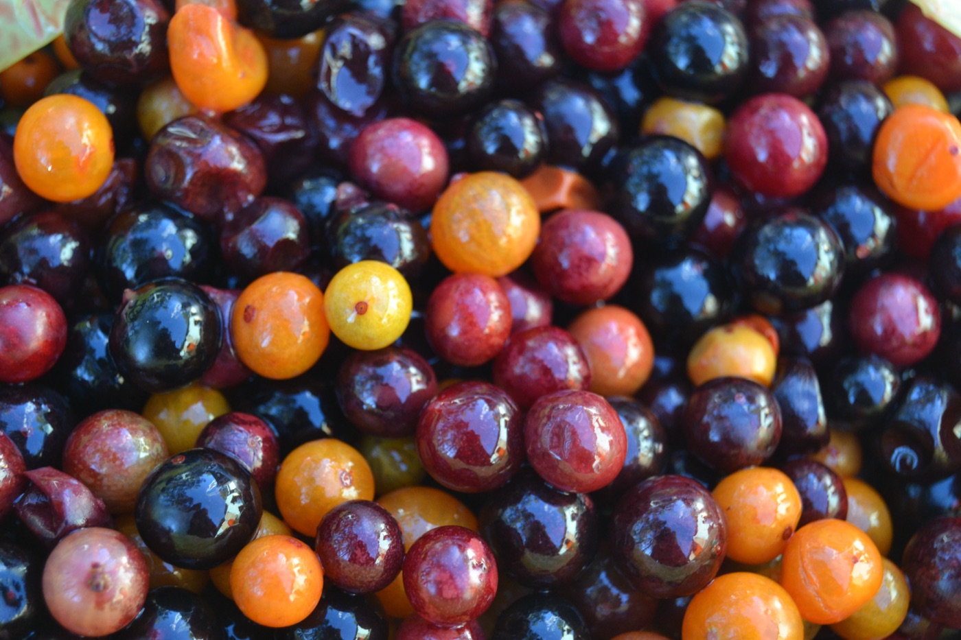 Pile of small orange and dark purple guavaberry fruits