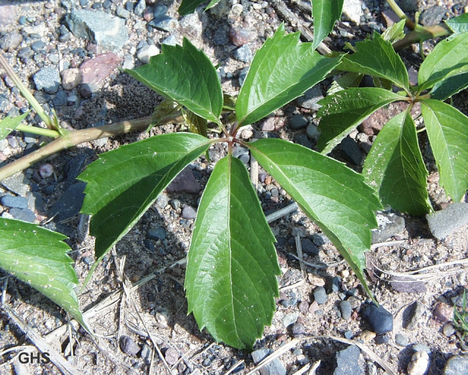 Dense five-leaflet foliage on Virginia creeper