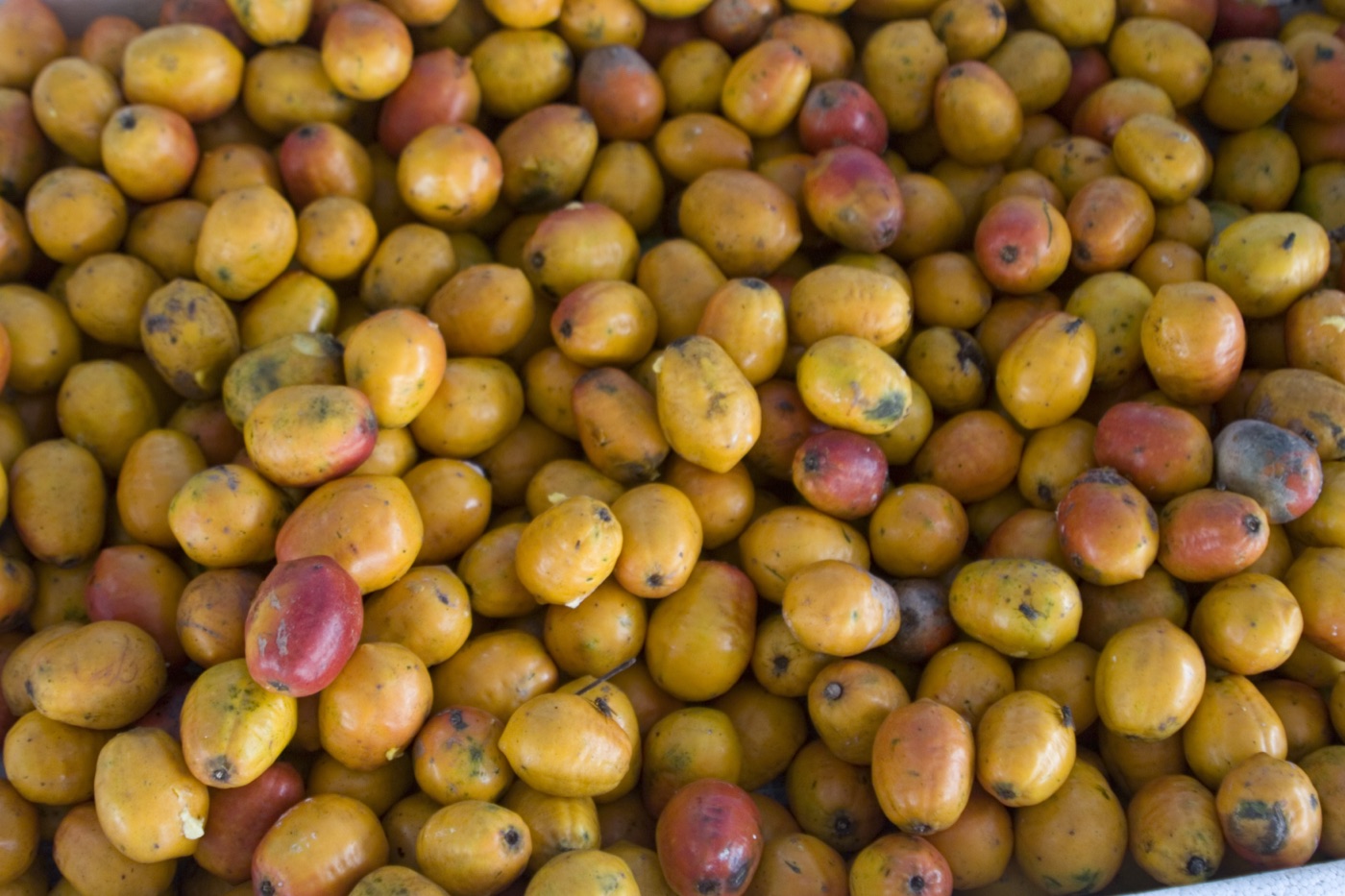 Pile of small yellow and orange hog plums
