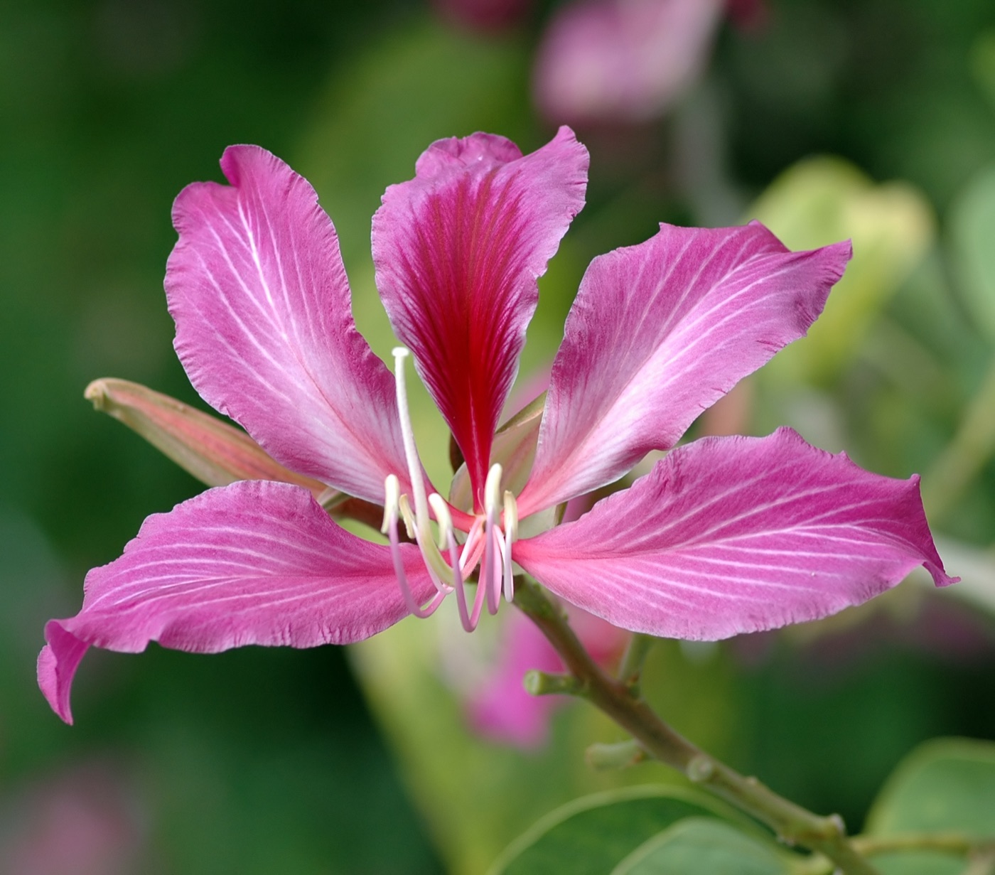 Large magenta Hong Kong orchid tree flower