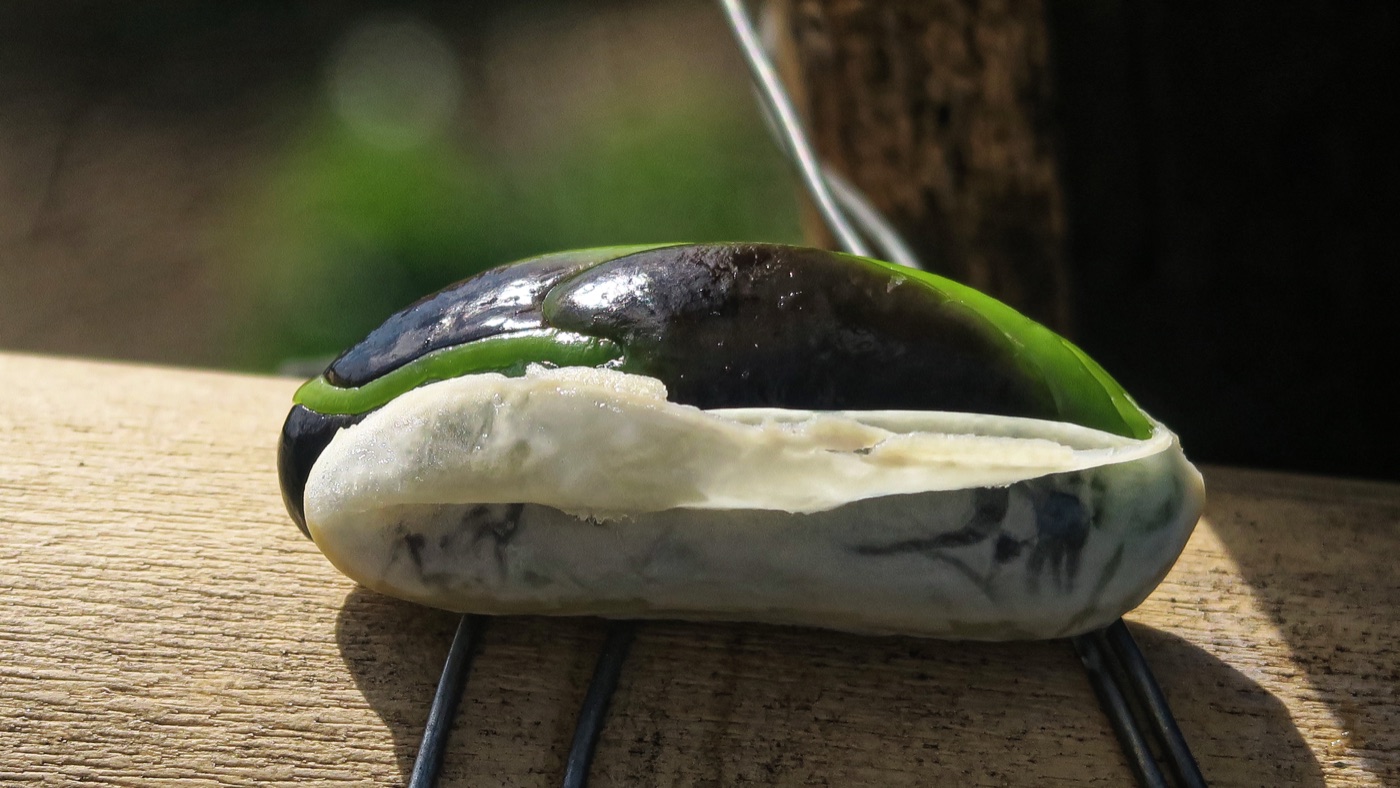 Opened ice cream bean pod showing white fluffy pulp
