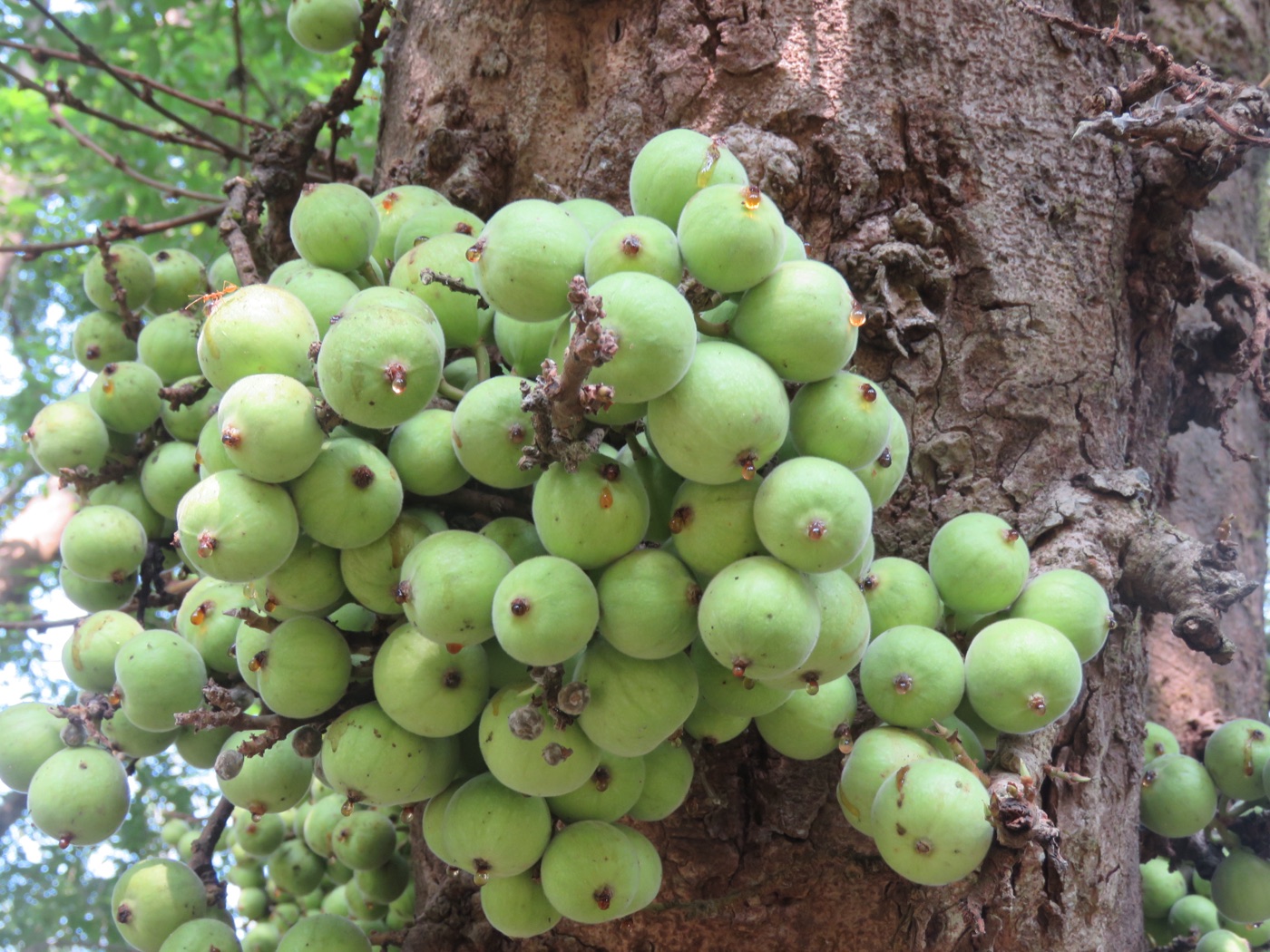 Clusters of small green figs on the trunk of an Indian cluster fig