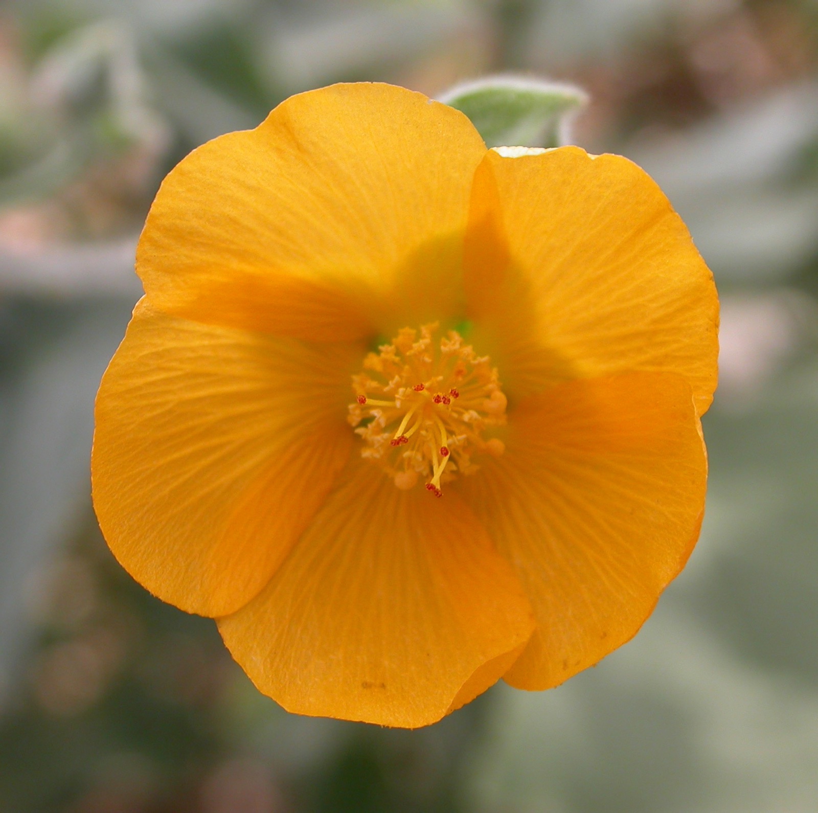 Palmer’s Indian mallow — Abutilon palmeri