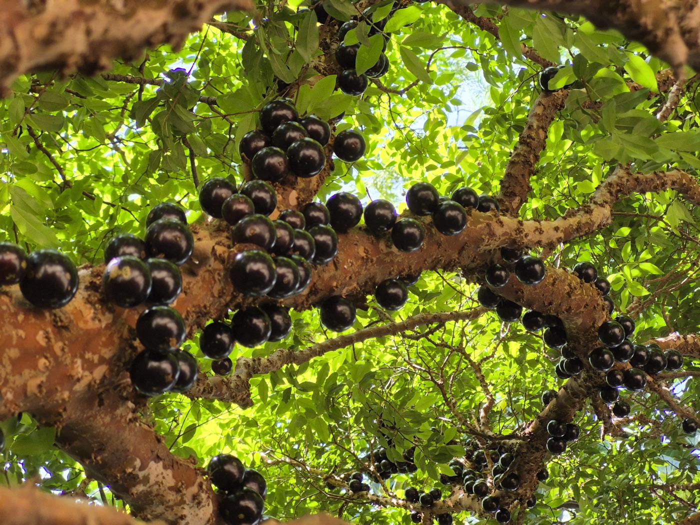 Dark purple jaboticaba fruit growing directly on the trunk