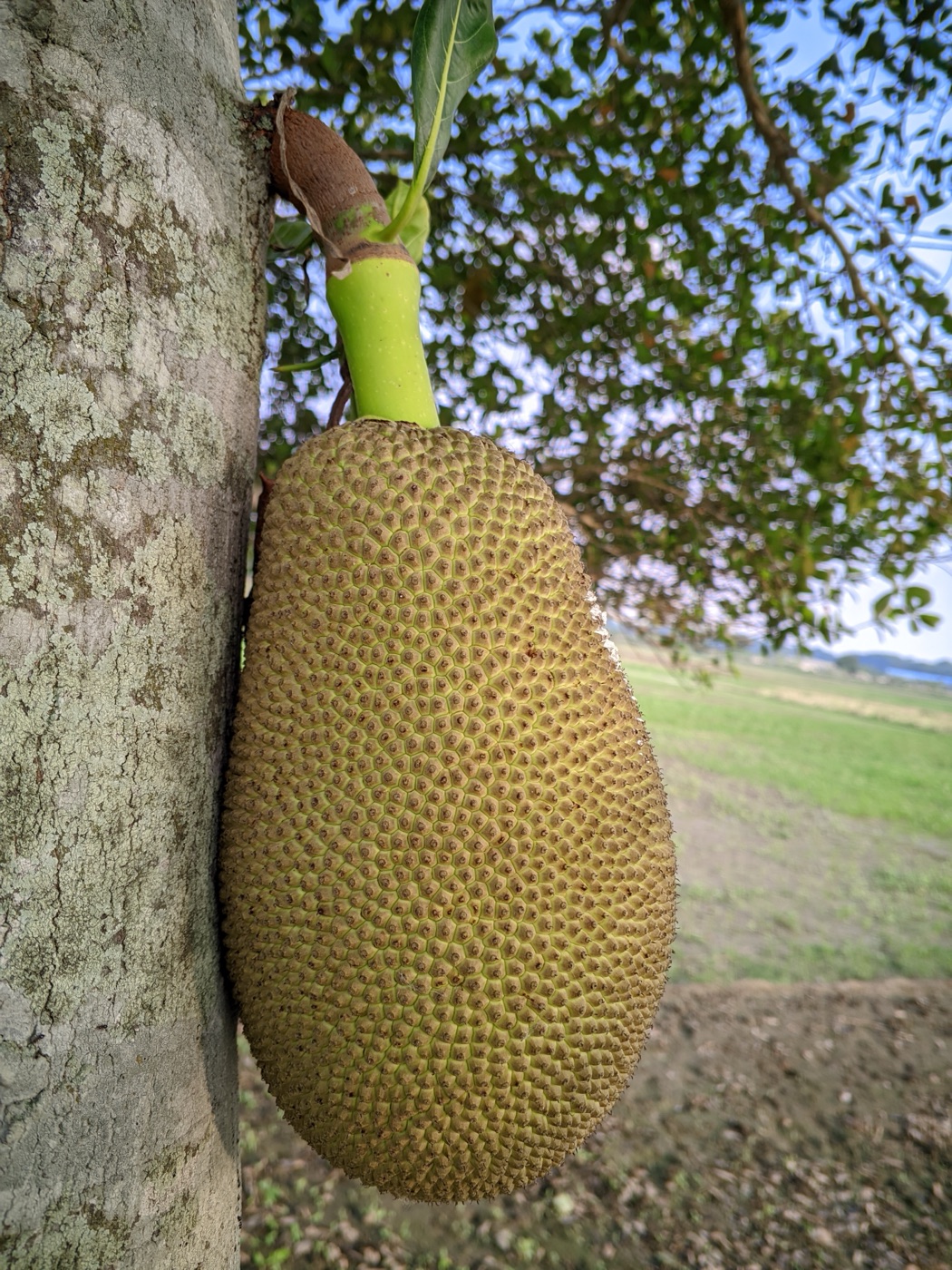 Large jackfruit hanging from a tree trunk