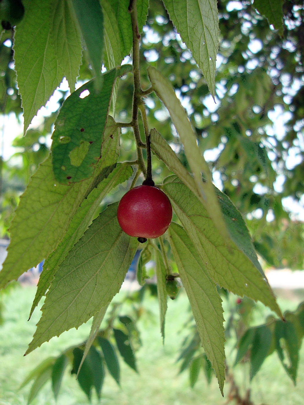 Small red Jamaican cherry fruit hanging below fuzzy leaves